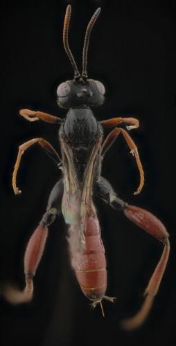 Réf. 282 512 : Phaenolobus clavicornis